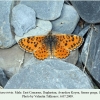 melitaea trivia daghestan saraor male 1